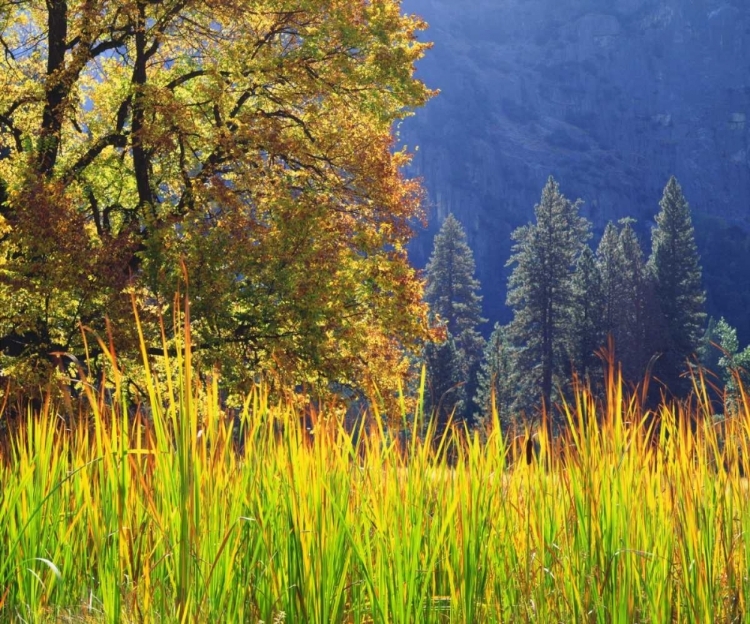 Picture of CALIFORNIA, YOSEMITE OAK WITH AUTUMN FOLIAGE