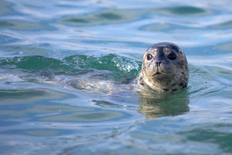 Picture of CA, LA JOLLA A SEAL SWIMMING ALONG THE COAST