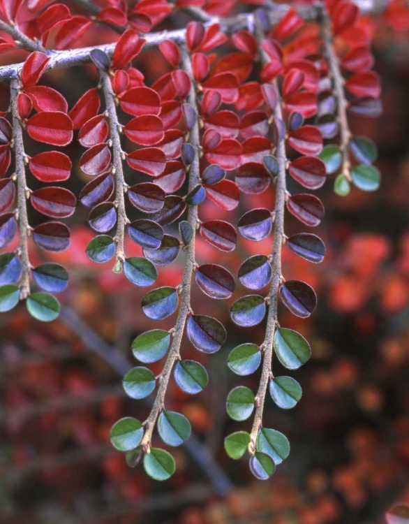 Picture of OR, MULTNOMAH CO, COTONEASTER IN FALL COLORS