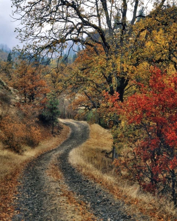 Picture of WA, COLUMBIA GORGE NSA ROAD AND AUTUMN OAKS