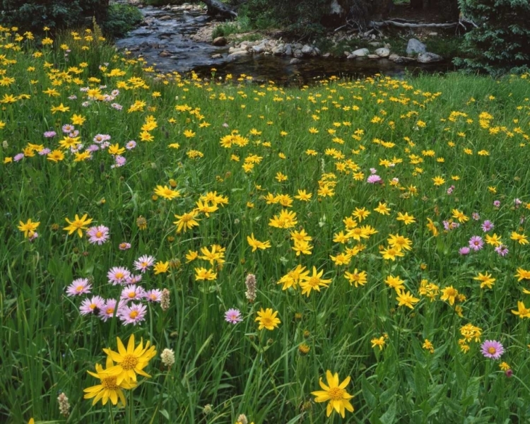 Picture of WY, MEDICINE BOW NF GOLDEN MOUNTAIN ARNICAS