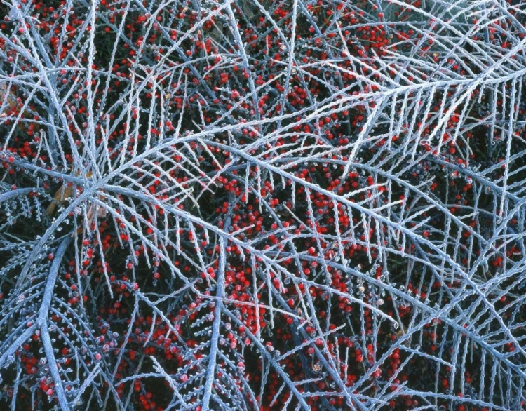 Picture of OR, PORTLAND, COTONEASTER PLANT WITH BERRIES