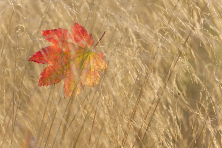 Picture of WA, SEABECK VINE MAPLE LEAF CAUGHT IN FALL GRASS