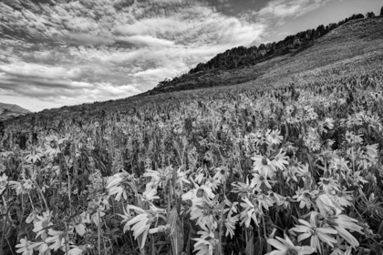 Picture of COLORADO WILDFLOWERS COVER HILLSIDE