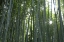 Picture of JAPAN, KYOTO ARASHIYAMA BAMBOO GROVE