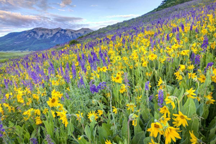 Picture of CO, CRESTED BUTTE FLOWERS ON HILLSIDE