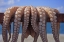 Picture of GREECE, CYCLADES FRESH CAUGHT OCTOPUS DRYING