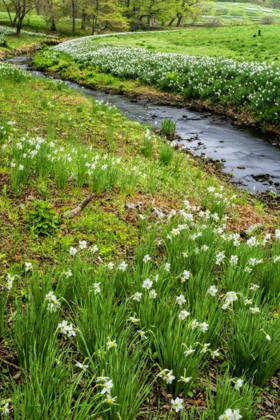 Picture of USA, PENNSYLVANIA SPRING SCENIC