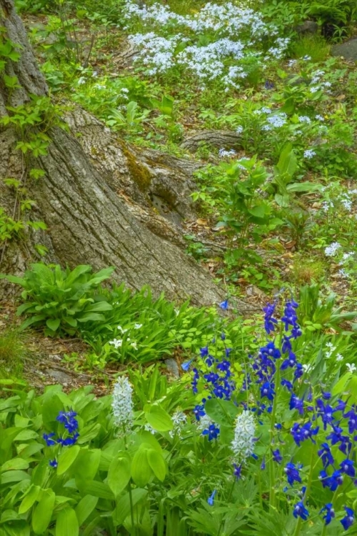 Picture of USA, PENNSYLVANIA SPRING SCENIC