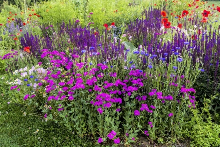 Picture of USA, PENNSYLVANIA SUMMER FLOWERS