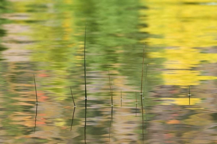 Picture of NY, ADIRONDACKS, REFLECTIONS IN WATER WITH REEDS