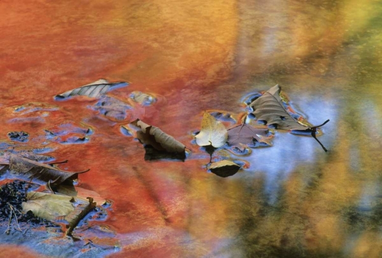 Picture of NY, ADIRONDACK MTS AUTUMN REFLECTIONS IN STREAM