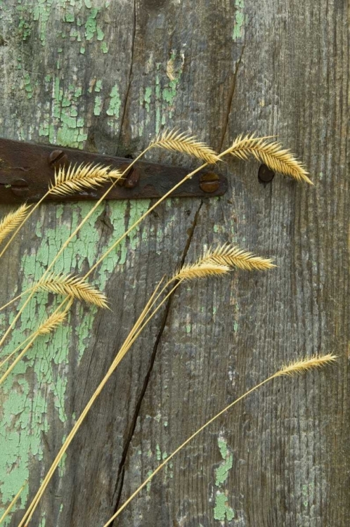 Picture of USA, MONTANA GRASSES ON OLD FENCE OF A HOMESTEAD