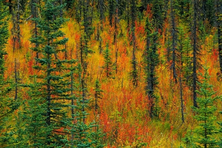 Picture of CANADA, ALBERTA AUTUMN IN A MEADOW