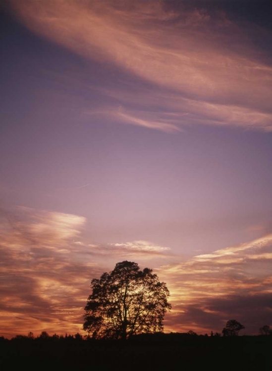 Picture of CANADA, ONTARIO, BRESLAU, TREE AT SUNSET