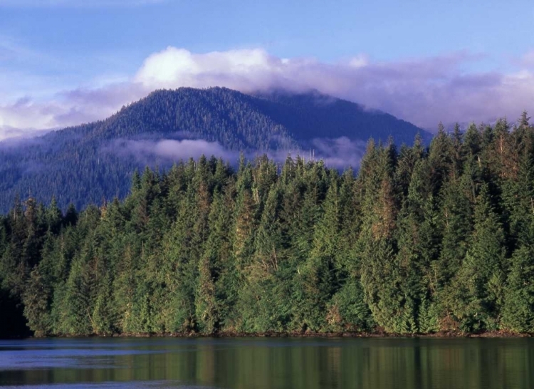 Picture of CANADA, BRITISH COLUMBIA, COASTAL FOREST