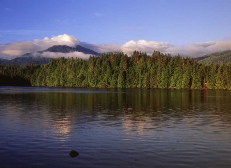 Picture of CANADA, BRITISH COLUMBIA, COASTAL FOREST