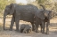 Picture of SOUTH AFRICA, ELEPHANTS IN SHADE