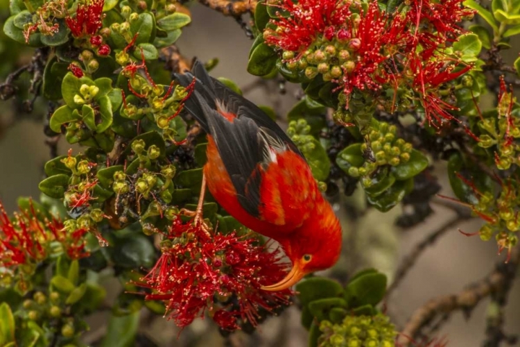 Picture of HI, HAKALAU FOREST NWR IIWI BIRD FEEDING ON OHIA