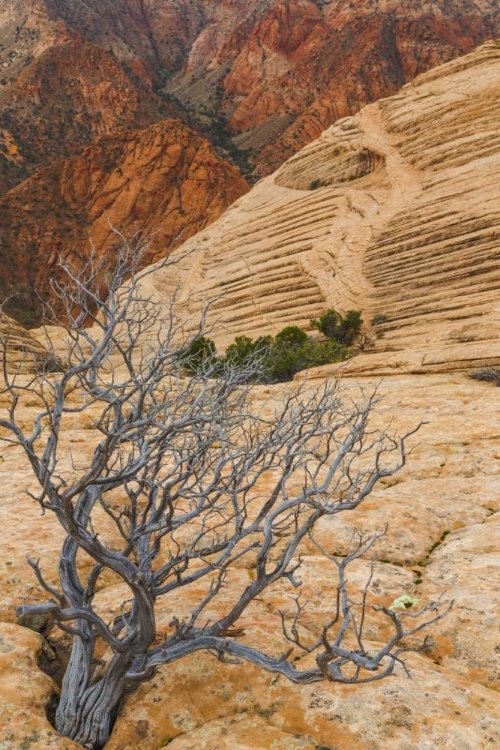 Picture of UTAH LANDSCAPE IN DIXIE NATIONAL FOREST