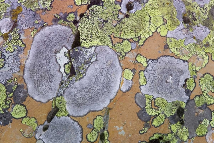 Picture of CANADA, BRITISH COLUMBIA LICHEN ON ROCK