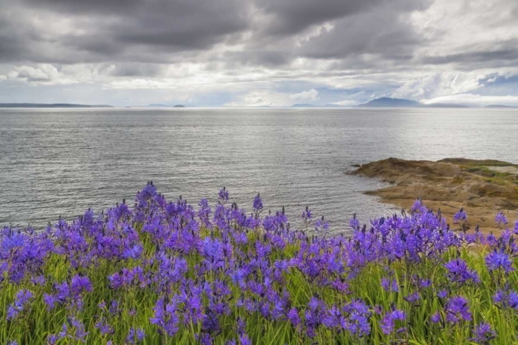 Picture of WASHINGTON CAMAS BLOOMS ON SUCIA ISLAND