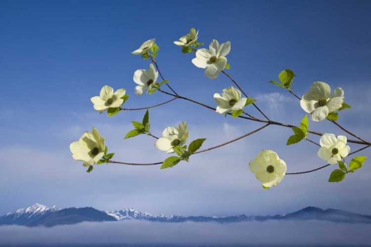 Picture of WA, HOOD CANAL PACIFIC DOGWOOD BLOSSOMS