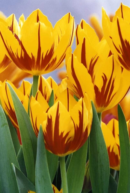 Picture of INDIANA, INDIANAPOLIS TULIPS AT GARFIELD PARK