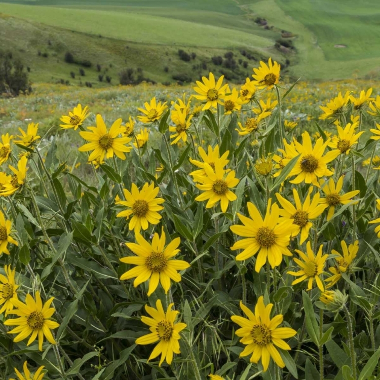 Picture of WA, KAMIAK BUTTE CO PARK DOUGLASS SUNFLOWERS