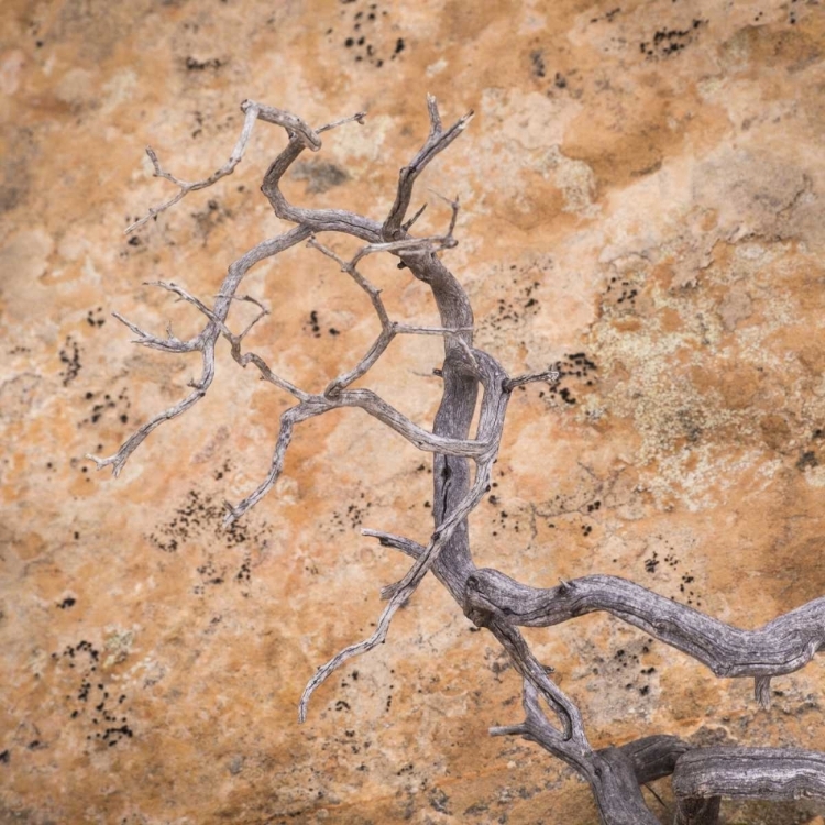 Picture of UT, DIXIE NF TWISTED DEAD BRANCH AND ROCK WALL