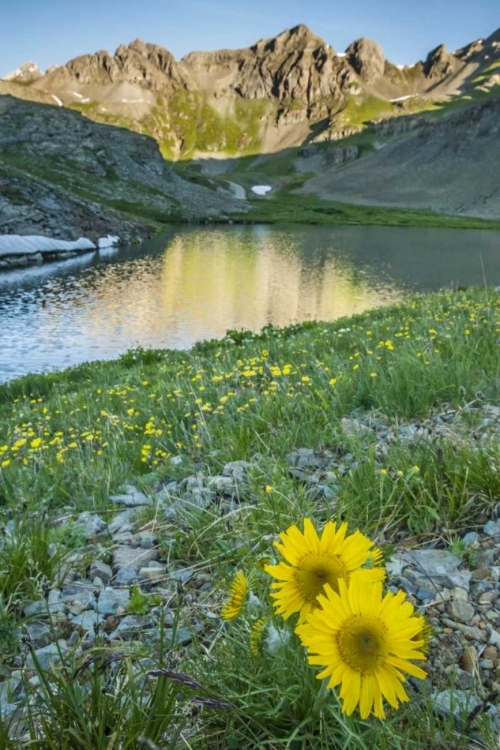 Picture of CO, SAN JUAN MTS LAKE AND ALPINE SUNFLOWERS