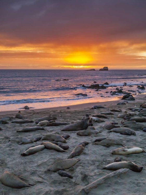 Picture of CA, PIEDRAS BLANCAS ELEPHANT SEALS ON BEACH