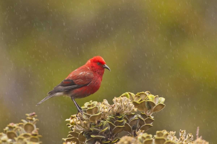 Picture of HI, MAUI, HALEAKALA NP APAPANE BIRD IN RAIN