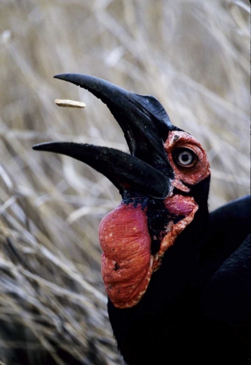 Picture of KENYA GROUND HORNBILL EATS A MORSEL