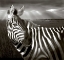 Picture of KENYA BLACK AND WHITE OF ZEBRA AND PLAIN