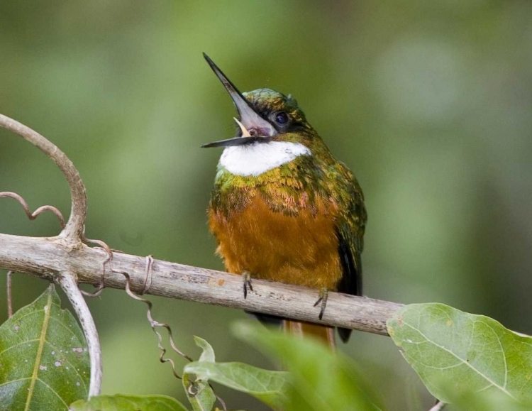 Picture of ECUADOR RUFOUS-TAILED JACAMAR ON BRANCH