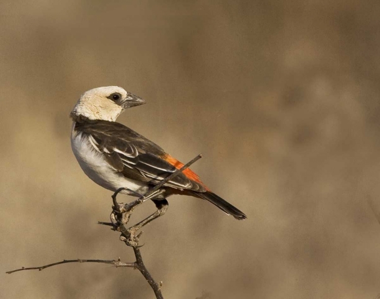 Picture of KENYA WHITE-HEADED BUFFALO WEAVER ON LIMB