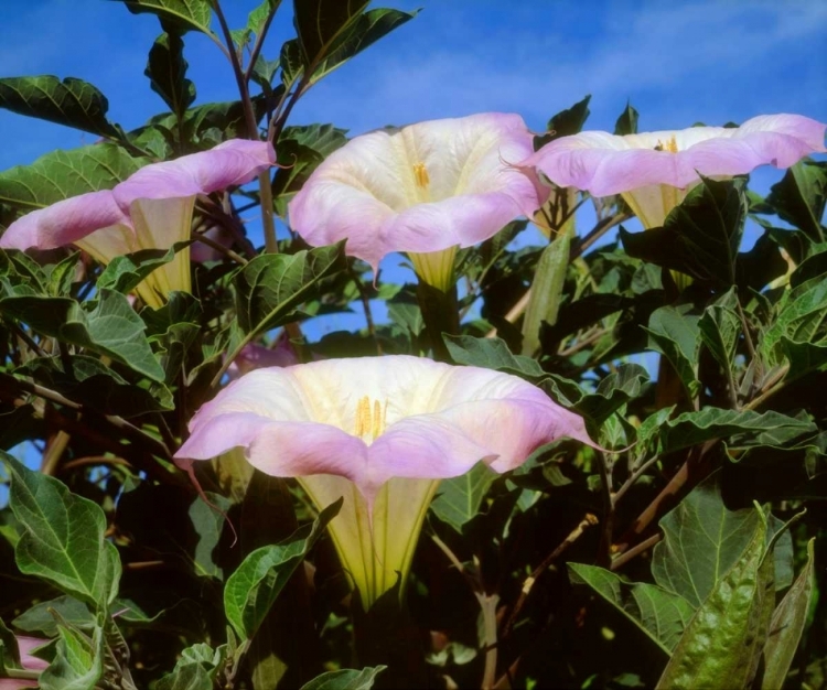 Picture of CA, SAN DIEGO, MISSION TRAILS DATURA FLOWERS