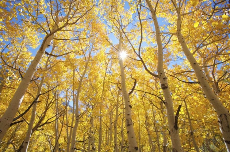 Picture of CA, SIERRA NEVADA FALL COLORS OF ASPEN TREES