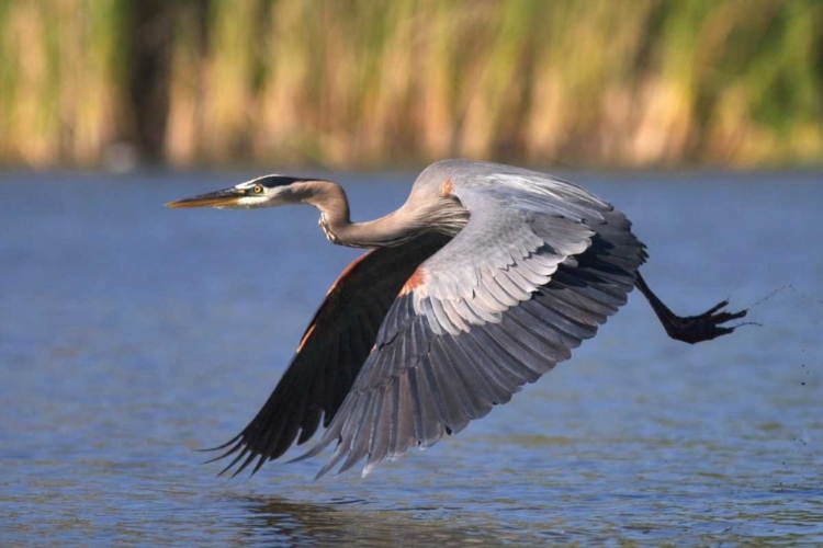 Picture of CALIFORNIA, SAN DIEGO, GREAT BLUE HERON FLYING