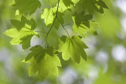 Picture of OR, SILVERTON VINE MAPLE IN SILVER FALLS SP