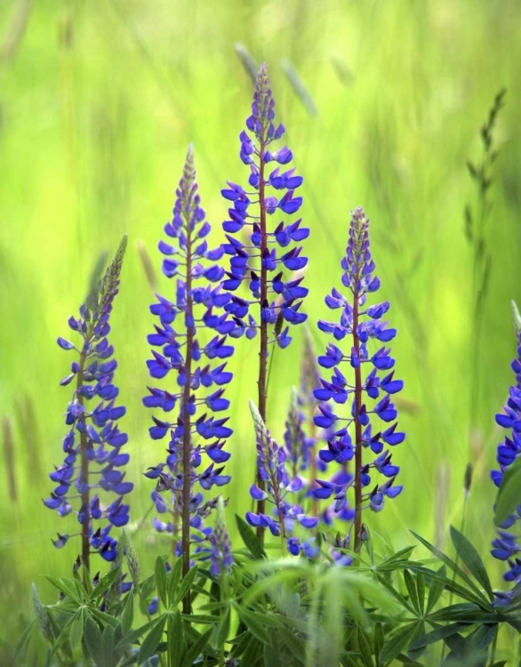 Picture of OREGON, MT HOOD NF, LUPINES IN GRASSY MEADOW