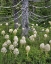 Picture of OR, MOUNT HOOD NF BEARGRASS AROUND EVERGREEN