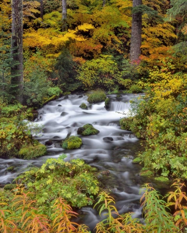 Picture of OR, WILLAMETTE NF ROARING RIVER THROUGH OREGON