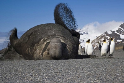 Picture of SOUTH GEORGIA ISL BULL ELEPHANT SEAL THROWS SAND