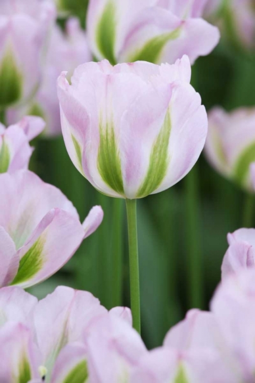 Picture of HOLLAND, LISSE, CLOSE UP OF PINK TULIPS