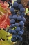 Picture of CA, DETAIL OF CABERNET SAUVIGNON GRAPES