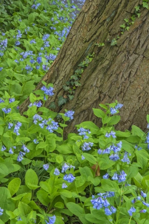 Picture of USA, PENNSYLVANIA, GARDEN SPRING SCENIC