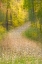 Picture of TREES IN AUTUMN AND LEAF-COVERED PATHWAY