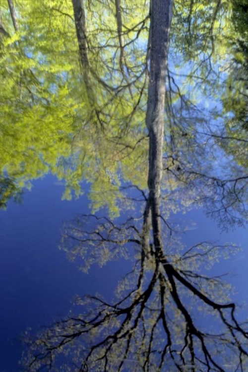 Picture of USA, PENNSYLVANIA TREE REFLECTED IN POND